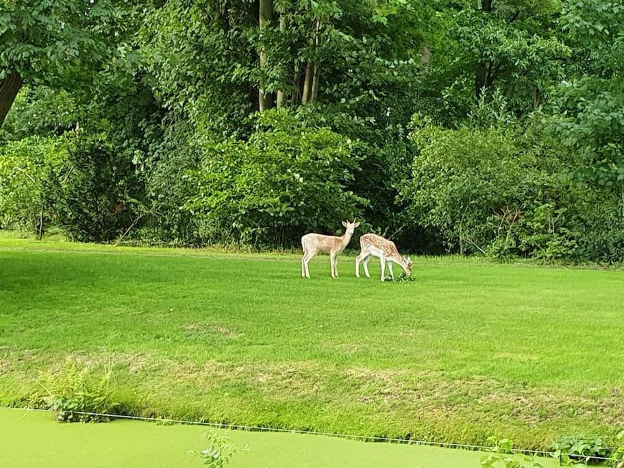 Midden In De Friese Bossen Op Landgoed Princenhof Oranjewoud Extérieur photo